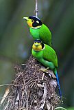 Long-tailed Broadbill